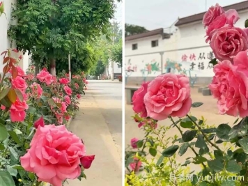 定州月季：東留春鄉月季花開(kāi)惹人醉