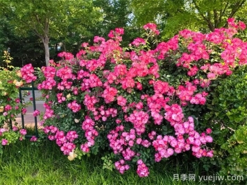 濰坊月季：月季在哪里？主干道萬(wàn)株月季盛開(kāi)