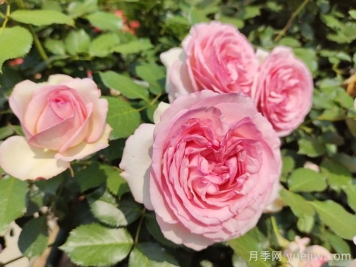 粉龍月季，世界最美藤本月季