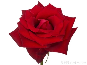 女士殺手月季/情場(chǎng)高手