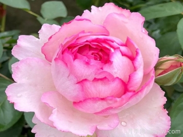 伊芙唯一月季/伊芙一號月季