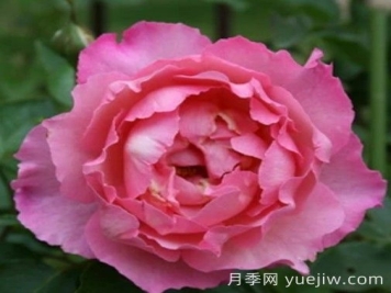 伊芙三號月季/伊芙夏娃