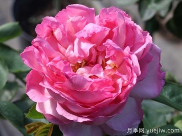 伊芙五號月季