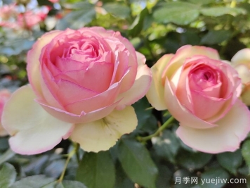 花中皇后的秘密，你不知道的月季知識