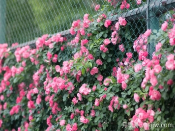 浙師大薔薇花開(kāi)成瀑，安吉拉美翻了校園
