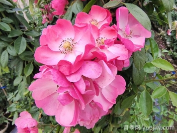 藤本月季中有哪些單瓣花？