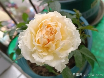 狄安娜陽(yáng)臺月季