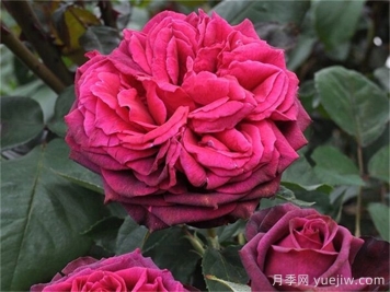 狄安娜伯爵夫人月季的優(yōu)缺點(diǎn)是什么？