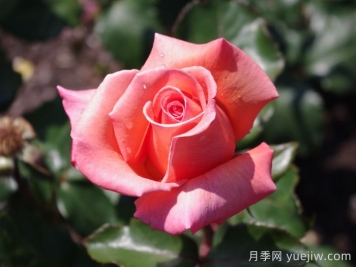 格特魯德施韋策月季
