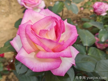 月季和玫瑰是一種花嗎？