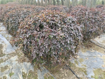 月季花耐寒最低多少度？