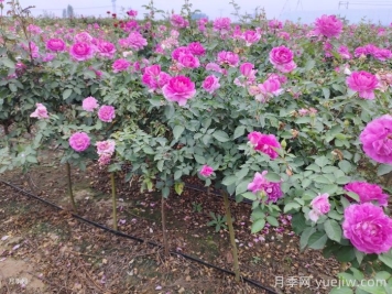 月季夏天怎么養？夏季月季的養殖注意事項
