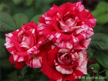 胡里奧月季的優(yōu)缺點(diǎn)是什么？