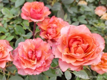 贊美月季花開(kāi)放的句子