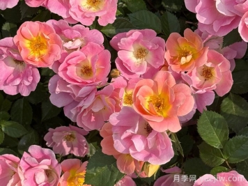 ?西子系列月季，天狼耐濕熱型低維護月季的培育路