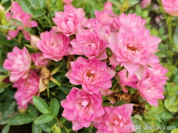 11種經(jīng)典微型月季花，顏值與實(shí)力兼具，陽(yáng)臺黨最?lèi)?ài)