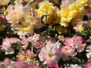 推薦勤花表現極好的景觀(guān)低維護月季品種