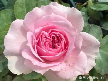 月季介紹，樓蘭月季