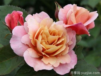 推薦8款復古柔色月季，色彩獨特，花型優(yōu)雅
