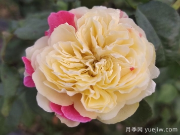 月季介紹：風(fēng)月月季