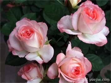 月季介紹，可愛(ài)多月季