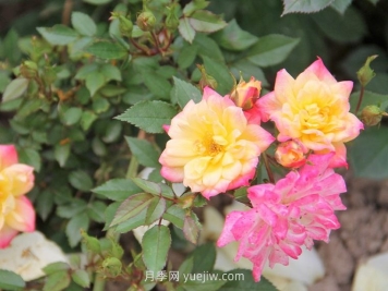小五彩月季介紹和優(yōu)缺點(diǎn)
