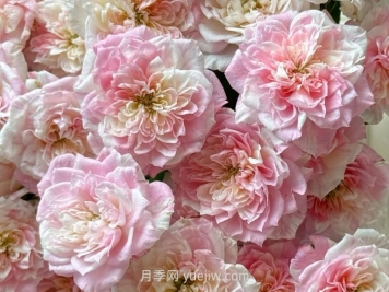 幸福之門(mén)月季介紹和優(yōu)缺點(diǎn)