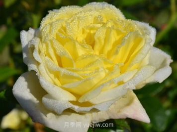 ?檸檬雪酪月季介紹和優(yōu)缺點(diǎn)