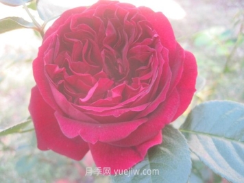 自由精靈月季介紹和優(yōu)缺點(diǎn)