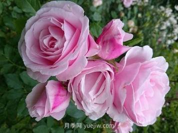 情書(shū)月季介紹和優(yōu)缺點(diǎn)