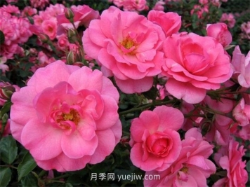 米拉托月季介紹和優(yōu)缺點(diǎn)