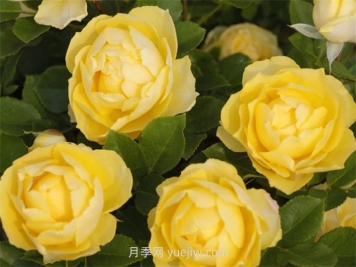 金絲雀月季介紹和優(yōu)缺點(diǎn)