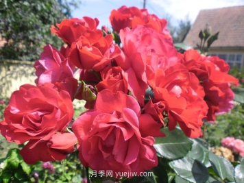 緋紅天空月季介紹和優(yōu)缺點(diǎn)
