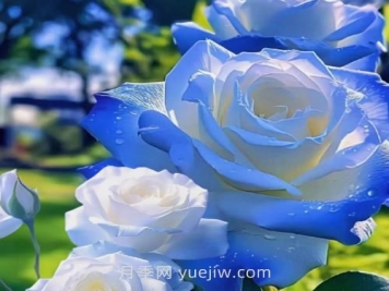 碎冰藍月季介紹和優(yōu)缺點(diǎn)