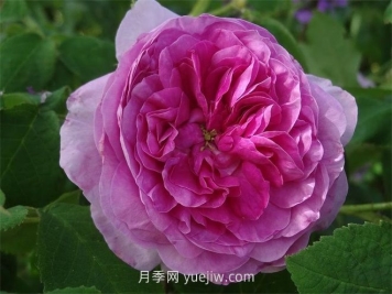 珍妮杜瓦爾月季介紹和優(yōu)缺點(diǎn)