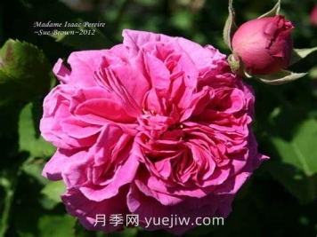 艾薩克太太月季介紹和優(yōu)缺點(diǎn)