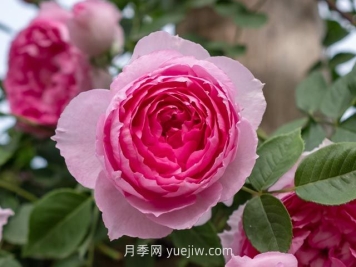 紫葡萄月季介紹和優(yōu)缺點(diǎn)