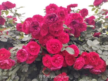 藤本月季第幾年爆發(fā)花量最多?