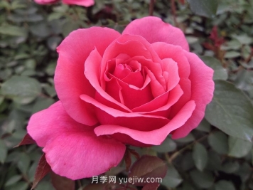 10個(gè)花徑超過(guò)15厘米的月季花品種