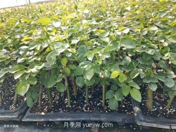 月季苗，南陽(yáng)月季小苗用于全國各地的月季繁育基地