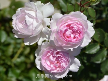 瑪莎月季介紹和優(yōu)缺點(diǎn)