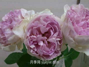 伊芙克萊爾月季介紹和優(yōu)缺點(diǎn)