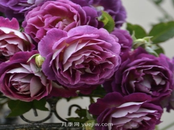 奧菲歐月季介紹和優(yōu)缺點(diǎn)