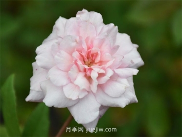 塞西爾布朗納月季介紹和優(yōu)缺點(diǎn)