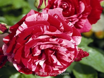 最佳印象月季介紹和優(yōu)缺點(diǎn)