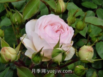 斯蒂芬妮古城堡月季介紹和優(yōu)缺點(diǎn)