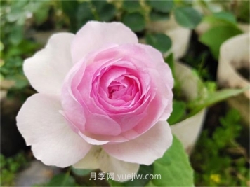  維薩里月季介紹和優(yōu)缺點(diǎn)