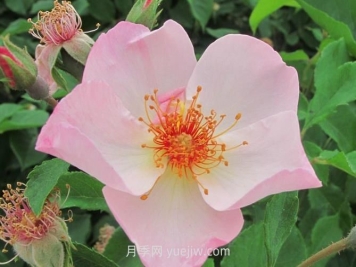 仙女羅瑟琳月季介紹和優(yōu)缺點(diǎn)