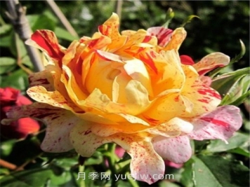 尼梅特月季介紹和優(yōu)缺點(diǎn)