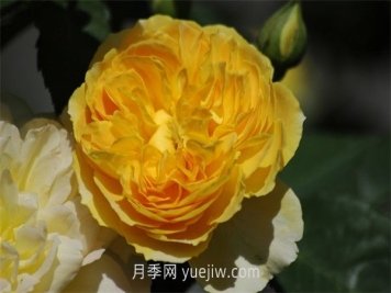 魔力光輝月季介紹和優(yōu)缺點(diǎn)